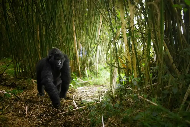 Kinh nghiệm du lịch Rwanda - xứ sở nghìn đồi 11 wanderlust_tips_kinh-nghiem-du-lich-Rwanda-5