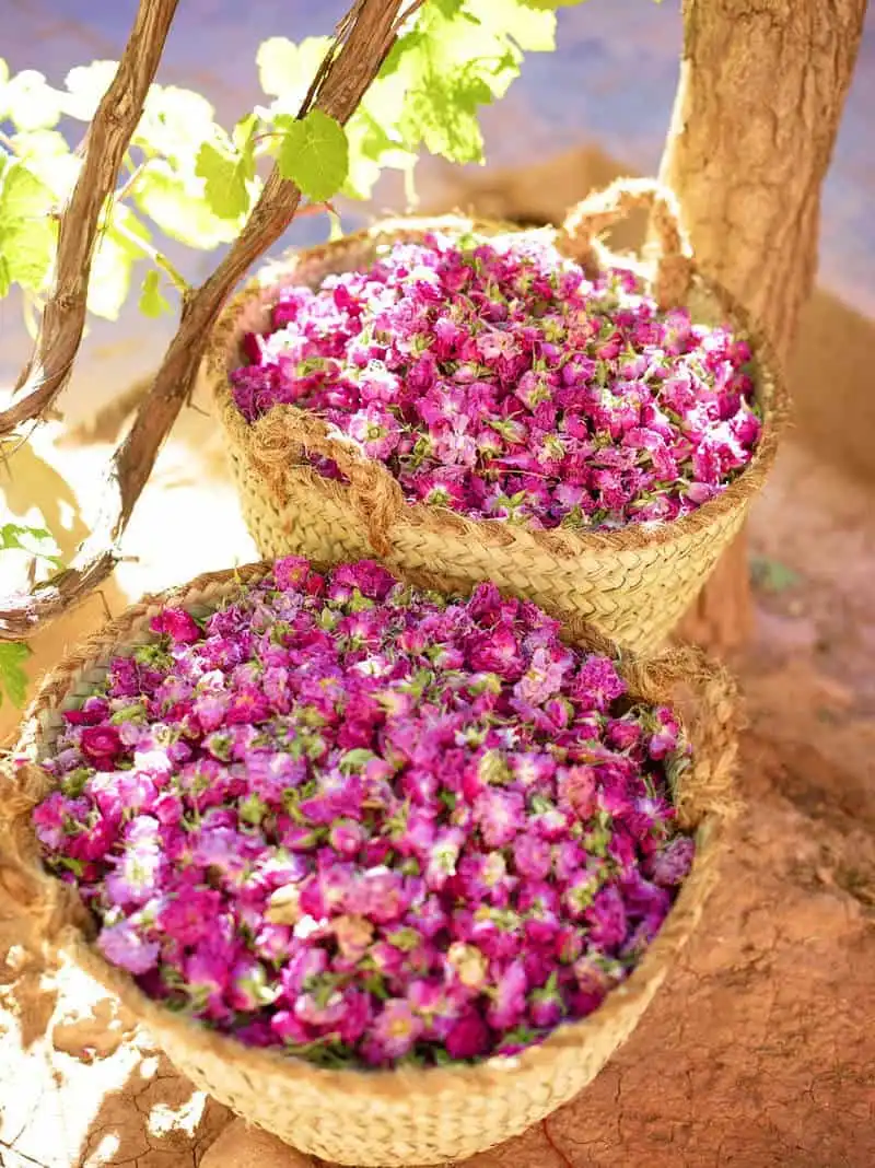Trót yêu những đóa hồng damascena vùng Hdida, Maroc 7 Wanderlust_tips_thung-lung-hoa-hong-kham-pha-le-hoi-hoa-hong-cua-morocco-1