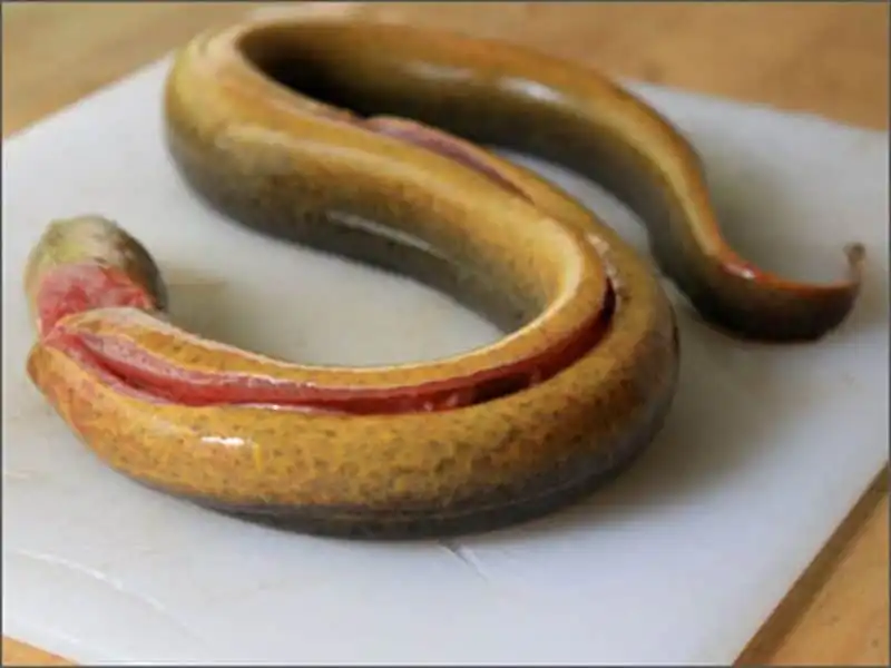 Cháo lươn – món ăn thân thương của xứ Nghệ 6 wanderlust-tip-chao-luon-mon-an-than-thuong-cua-nguoi-xu-nghe-2