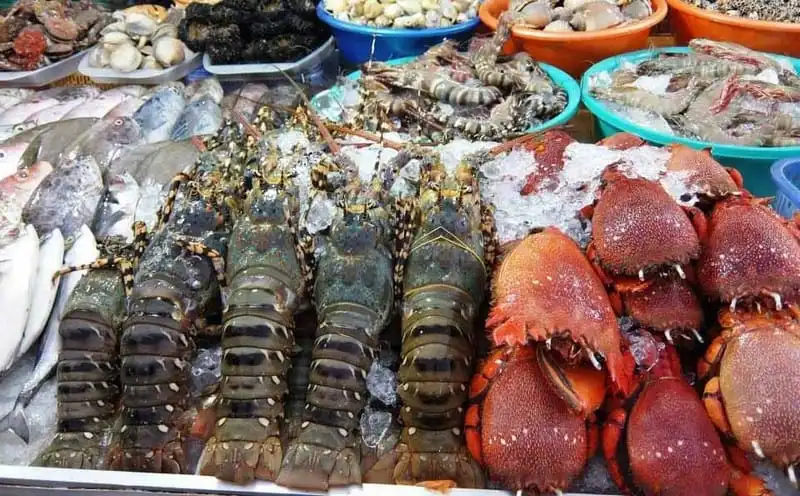 Kinh nghiệm du lịch vịnh Vĩnh Hy, Ninh Thuận 18 wanderlust-tip-kinh-nghiem-du-lich-vinh-vinh-hy-dep-quen-duong-ve-9