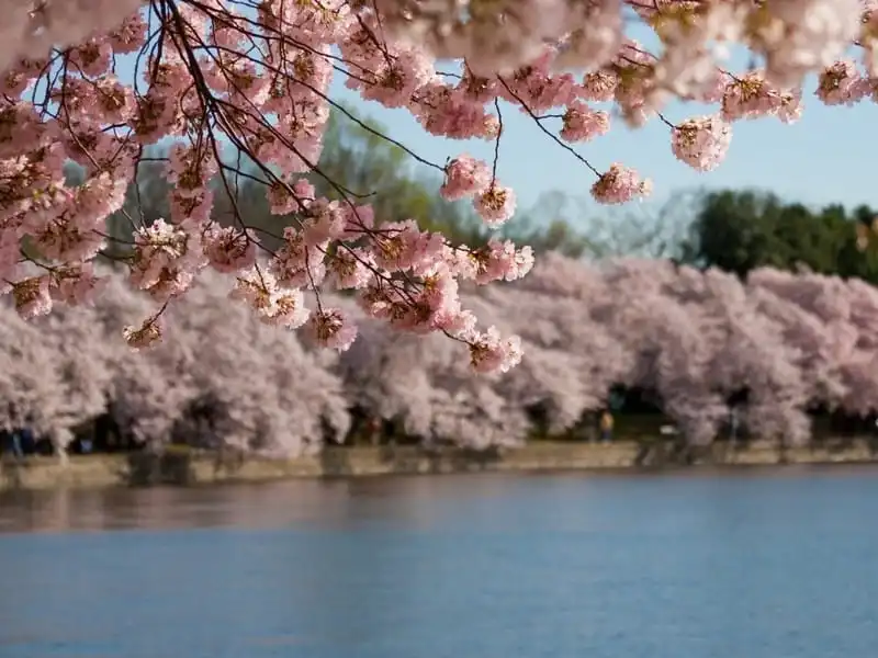 wanderlust-tips-3-dat-nuoc-co-mua-hoa-anh-dao-dep-nhat-the-gioi-12