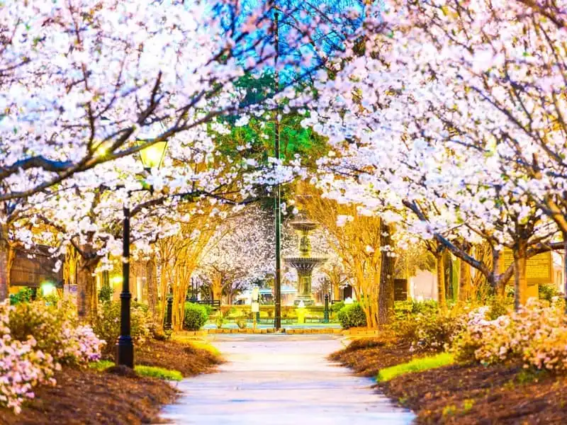 wanderlust-tips-3-dat-nuoc-co-mua-hoa-anh-dao-dep-nhat-the-gioi-9