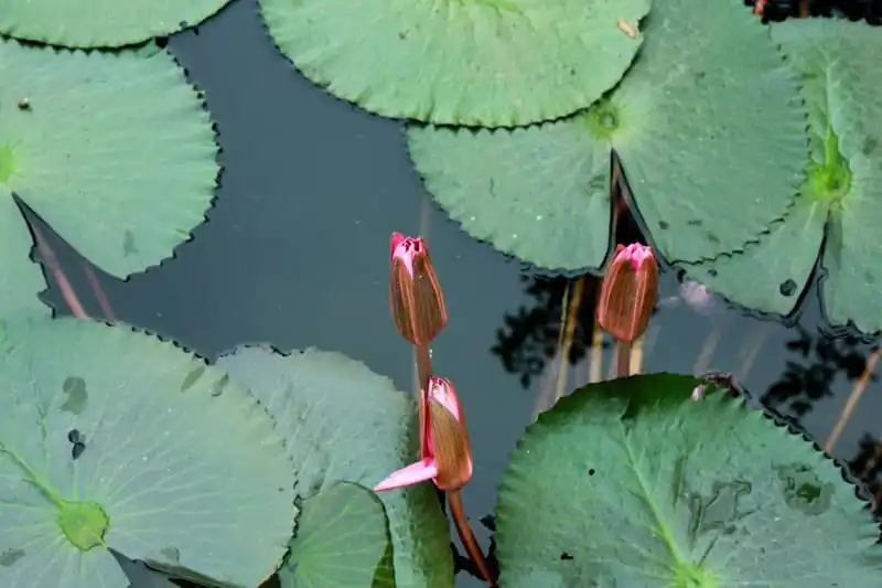 wanderlust-tips-biet-chien-nam-thien-giua-nui-rung-huong-son-5