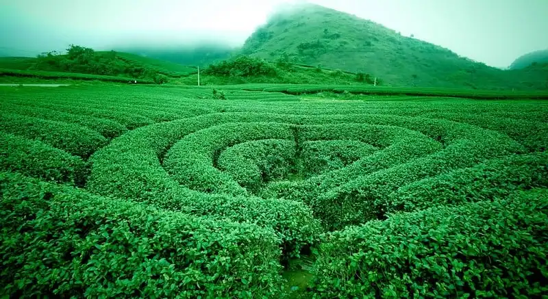 Trải nghiệm Mộc Châu những ngày tháng 2 5 wanderlust-tips-trai-nghiem-moc-chau-nhung-ngay-thang-2-1