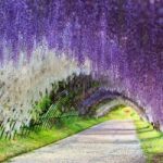 wanderlust tip thang 4 ve len lich di nhat ngam hoa tu dang dep nhu thien duong 6