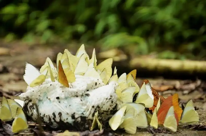 Cuối tháng 4 đến rừng Cúc Phương chiêm ngưỡng thiên đường của loài bướm 11 wanderlust-tip-cuoi-thang-4-den-rung-cuc-phuong-chiem-nguong-thien-duong-cua-loai-buom-6