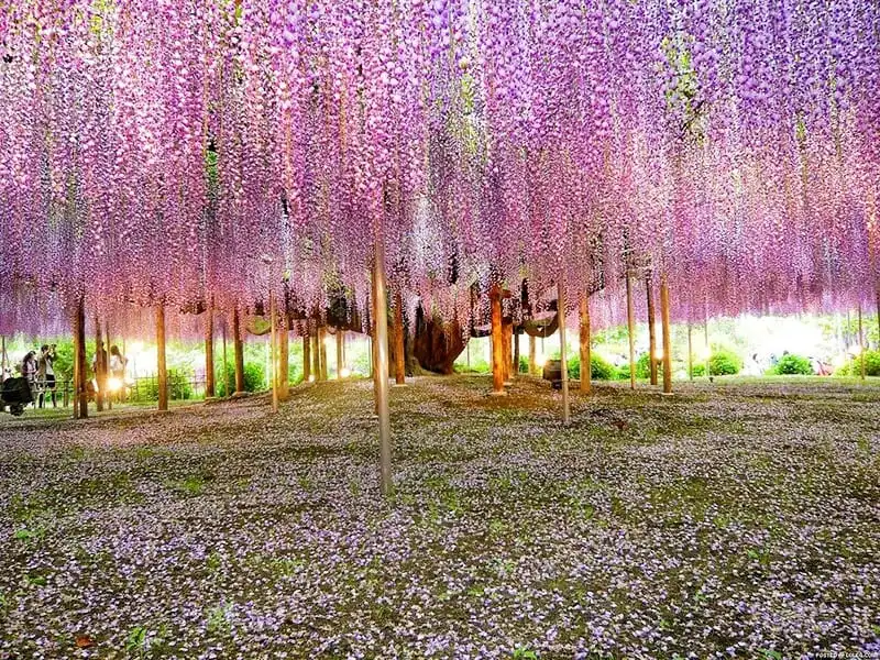 wanderlust-tip-thang-4-ve-len-lich-di-nhat-ngam-hoa-tu-dang-dep-nhu-thien-duong-10