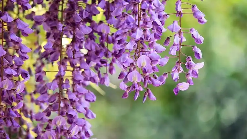 wanderlust-tip-thang-4-ve-len-lich-di-nhat-ngam-hoa-tu-dang-dep-nhu-thien-duong-4