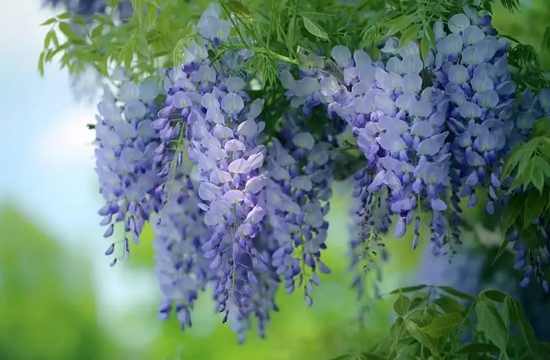 wanderlust-tip-thang-4-ve-len-lich-di-nhat-ngam-hoa-tu-dang-dep-nhu-thien-duong-5