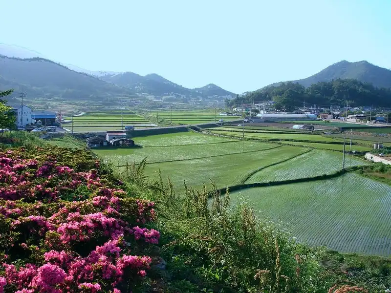 Du lịch nông thôn Hàn Quốc hứa hẹn nhiều trải nghiệm hấp dẫn 5 Rice fields in rural Goheung, Jeollanam-do, South Korea.