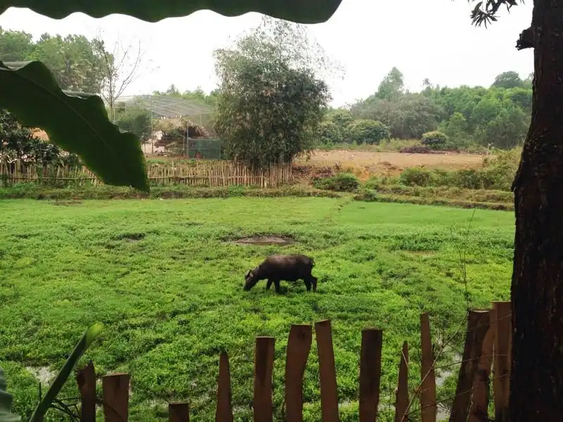 wanderlust-tips-khu-du-lich-sinh-thai-thai-hai-oc-dao-giua-rung-xanh-thai-nguyen-5