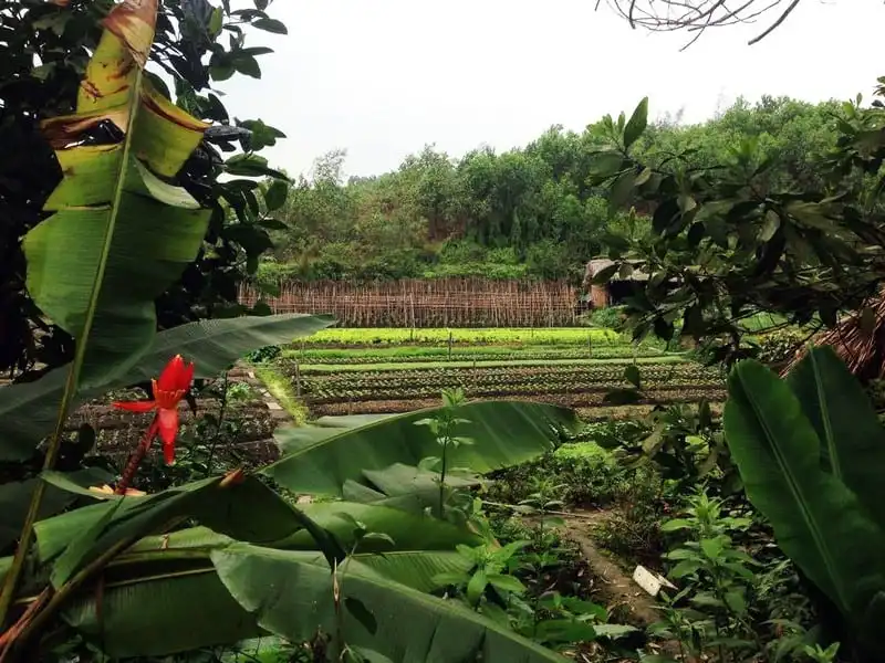 wanderlust-tips-khu-du-lich-sinh-thai-thai-hai-oc-dao-giua-rung-xanh-thai-nguyen-6