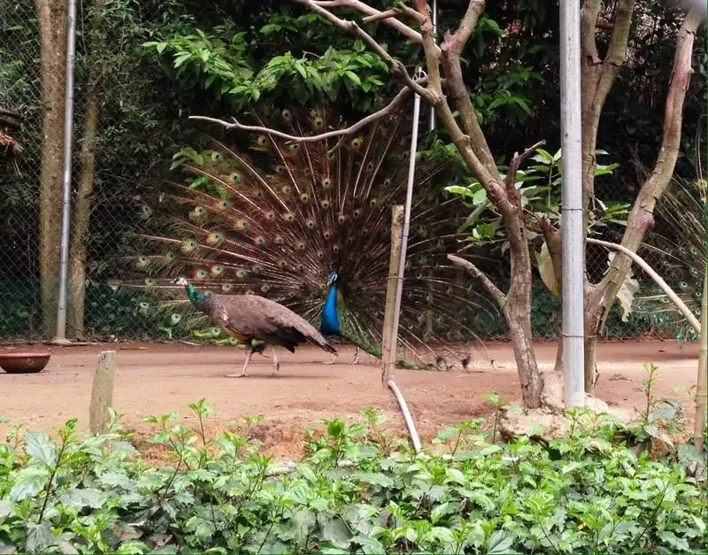 wanderlust-tips-khu-du-lich-sinh-thai-thai-hai-oc-dao-giua-rung-xanh-thai-nguyen-7