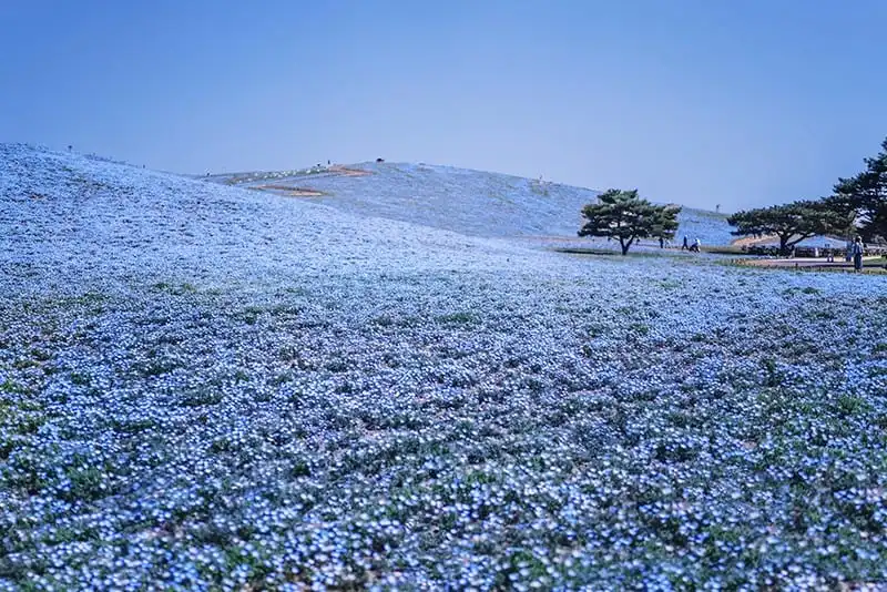 wanderlust-tip-bo-anh-tuyet-dep-khien-ban-muon-den-nhat-ban-check-luon-va-ngay-19