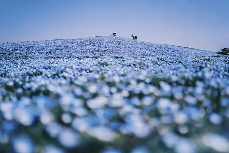 wanderlust-tip-bo-anh-tuyet-dep-khien-ban-muon-den-nhat-ban-check-luon-va-ngay-26