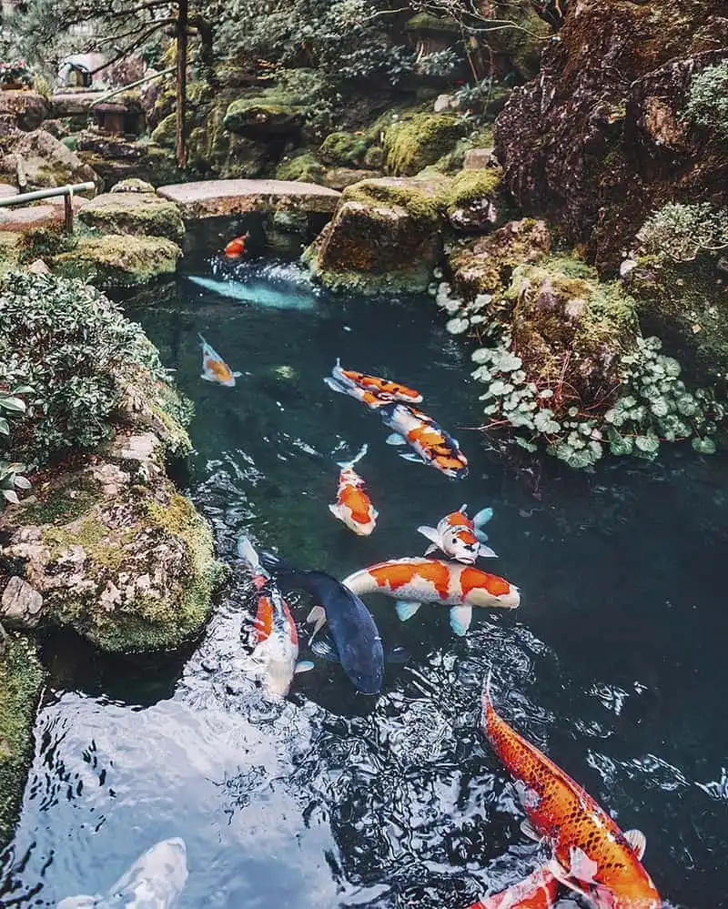 wanderlust-tip-bo-anh-tuyet-dep-khien-ban-muon-den-nhat-ban-check-luon-va-ngay-3