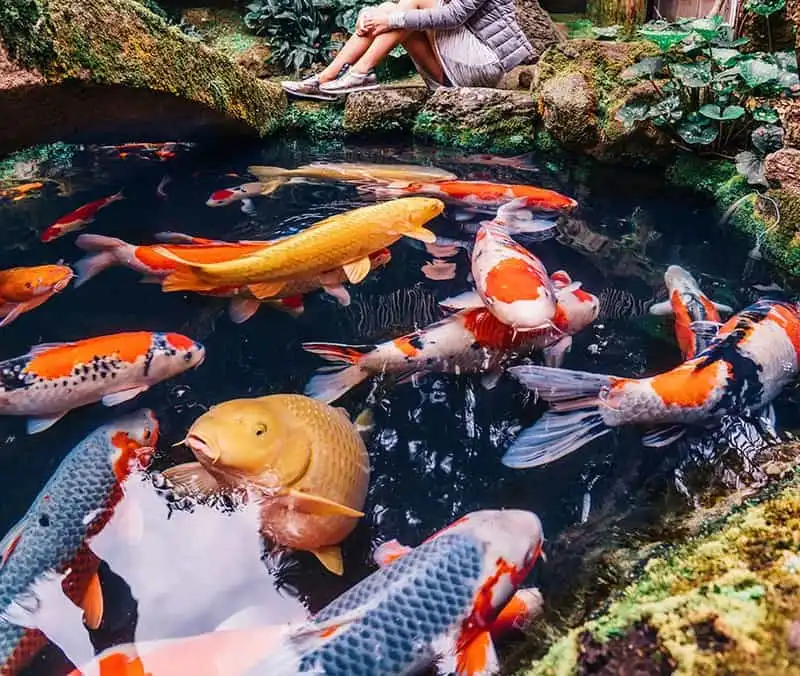 wanderlust-tip-bo-anh-tuyet-dep-khien-ban-muon-den-nhat-ban-check-luon-va-ngay-9