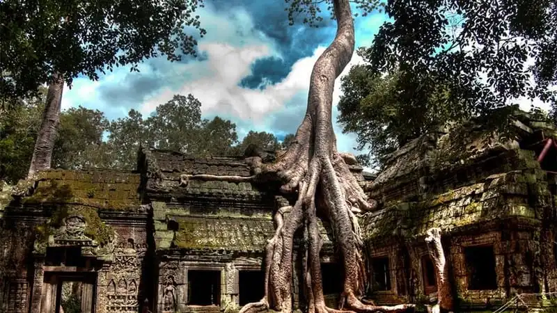 Kinh nghiệm du lịch Siem Reap, Campuchia 16 Đền Ta Prohm.