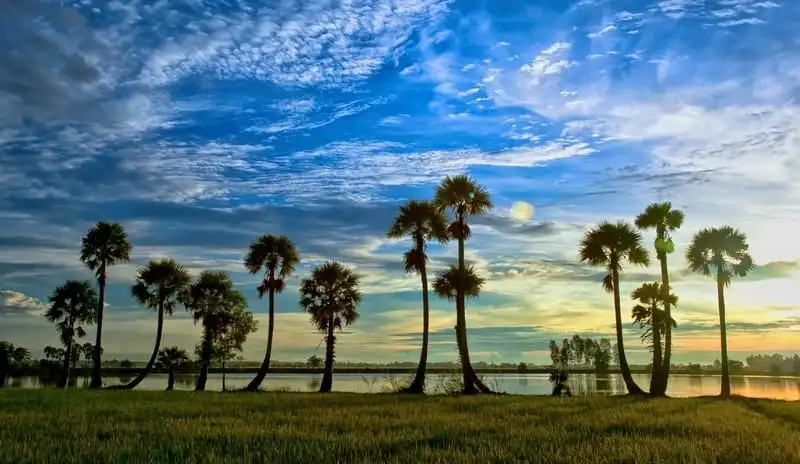 Lạc bước vào xứ sở thốt nốt ở vùng đất Tịnh Biên, An Giang 7 wanderlust-tip-lac-buoc-vao-xu-so-thot-not-o-vung-dat-tinh-bien-an-giang-3