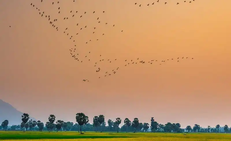 Lạc bước vào xứ sở thốt nốt ở vùng đất Tịnh Biên, An Giang 11 wanderlust-tip-lac-buoc-vao-xu-so-thot-not-o-vung-dat-tinh-bien-an-giang-7