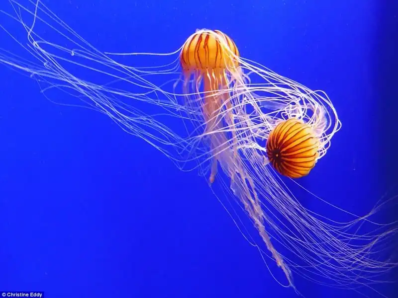 wanderlust-tip-nhung-buc-hinh-xuat-sac-ve-gioi-tuoi-dep-cua-chung-ta1-2