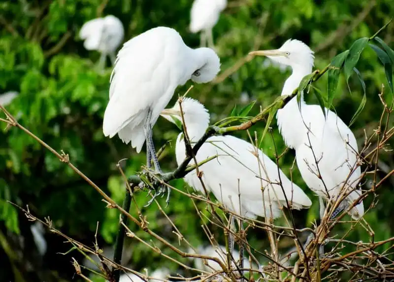 7 điểm du lịch hấp dẫn nhất tại Cần Thơ 8 wanderlust-tip-nhung-diem-du-lich-hap-dan-tai-can-tho-4