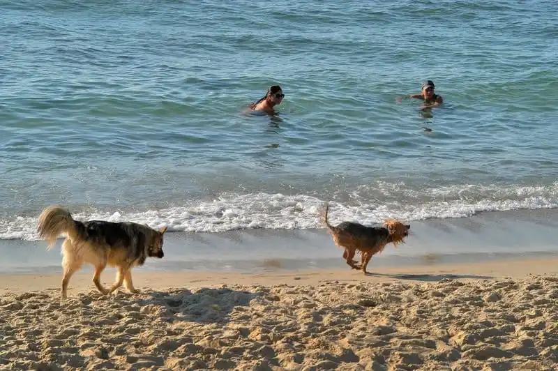 Thành phố Tel Aviv - Thiên đường của những chú chó 7 wanderlust-tip-tel-aviv-thanh-pho-thien-duong-cua-nhung-chu-cho-2