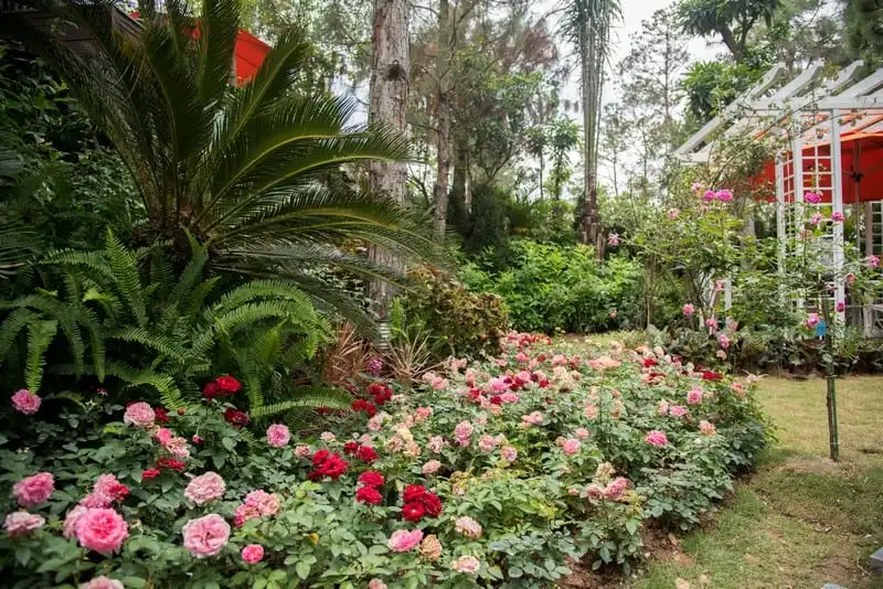 Vương quốc hoa hồng quý đầu tiên ở Việt Nam tại Flamingo Đại Lải Resort 6 wanderlust-tips-vuong-quoc-hoa-hong-quy-dau-tien-o-viet-nam-tai-flamingo-dai-lai-resort-4