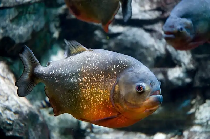 Hình ảnh của cá Piranha.