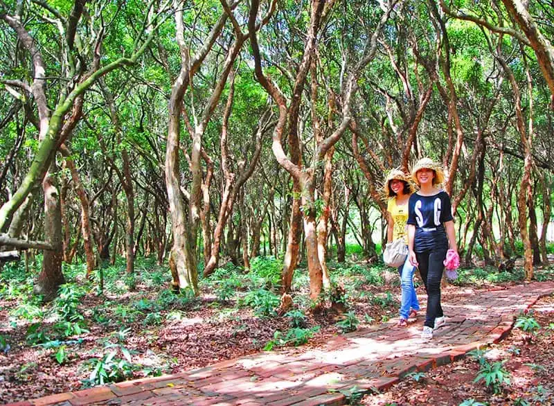 wanderlust-tips-rung-tram-hang-tram-nam-tuoi-tren-dao-minh-chau-quang-ninh-1