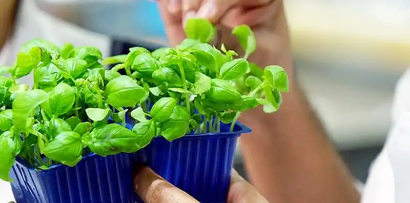 wanderlust-tips-sap-dien-ra-le-hoi-am-thuc-singapore-2017-1