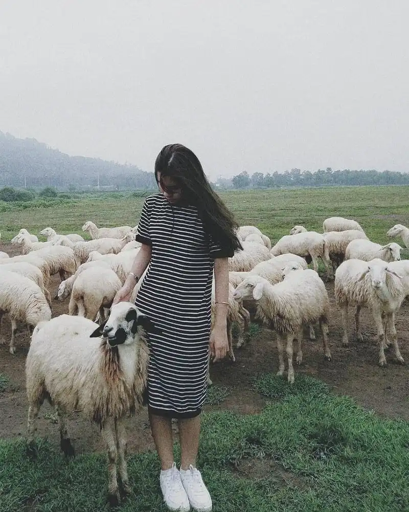 "Sống ảo" tại cánh đồng cừu tuyệt đẹp ở Vũng Tàu 14 wanderlust-tips-song-ao-tai-canh-dong-cuu-tuyet-dep-o-vung-tau-1