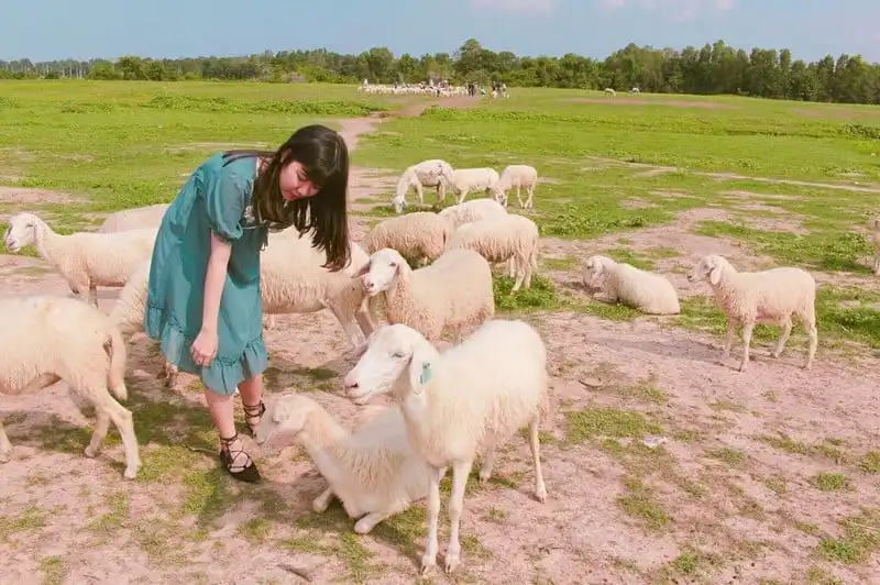 "Sống ảo" tại cánh đồng cừu tuyệt đẹp ở Vũng Tàu 13 wanderlust-tips-song-ao-tai-canh-dong-cuu-tuyet-dep-o-vung-tau-3