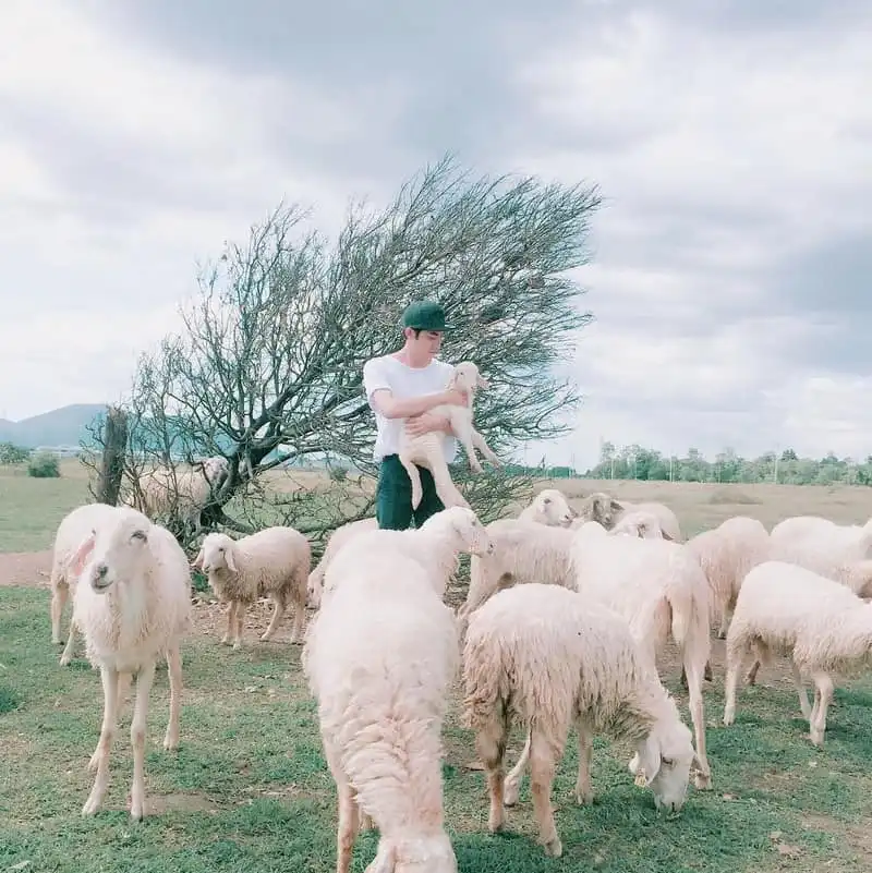 "Sống ảo" tại cánh đồng cừu tuyệt đẹp ở Vũng Tàu 5 wanderlust-tips-song-ao-tai-canh-dong-cuu-tuyet-dep-o-vung-tau-5