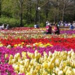 wanderlust tips cho don festival hoa da lat nam 2017 0