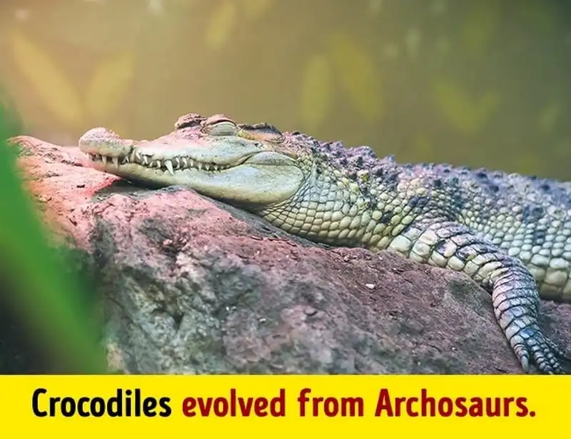 wanderlust tips 10 su that hien nhien ve trai dat nhung ban chua bao gio nghe den 8