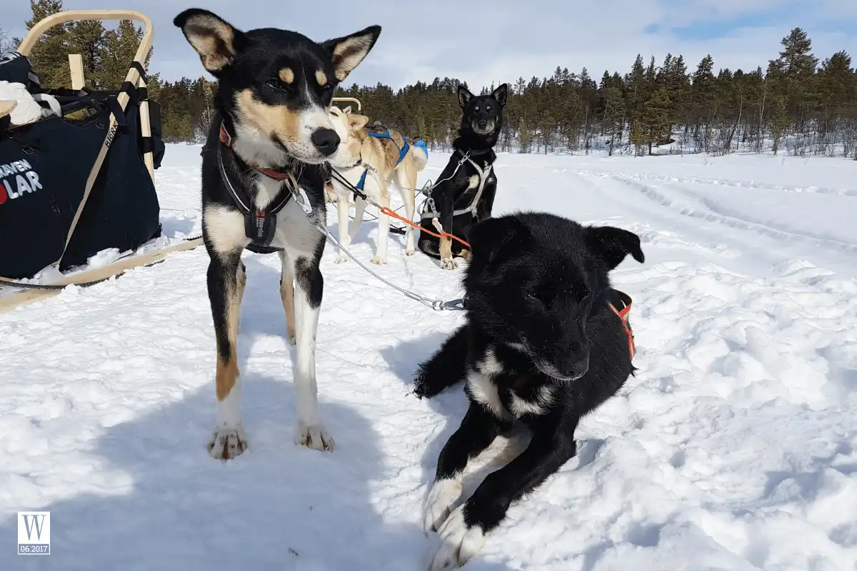 wanderlust tips chinh phuc fjallraven polar 300km tren xe truot tuyet 5