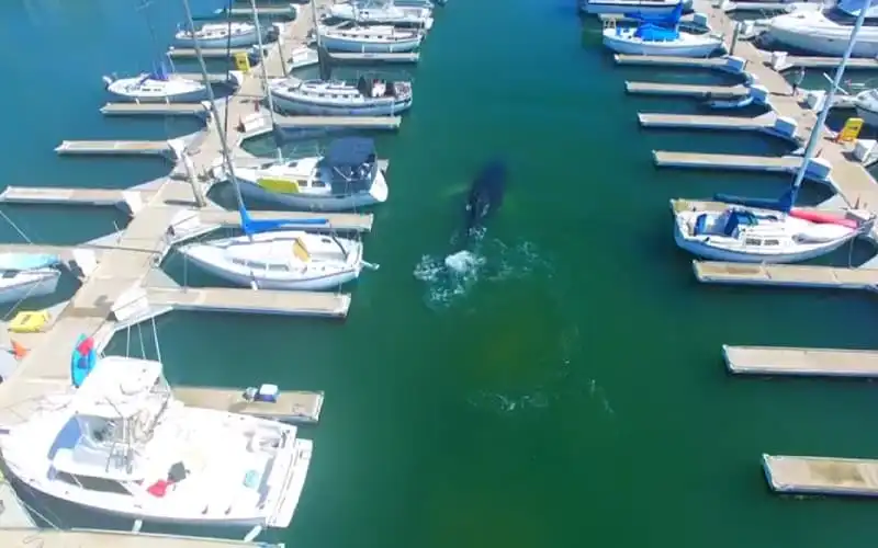 Chuyện hi hữu: cá voi bơi lạc vào bến đậu du thuyền 5 wanderlust tips chuyen hi huu ca voi boi lac vao ben dau du thuyen 2