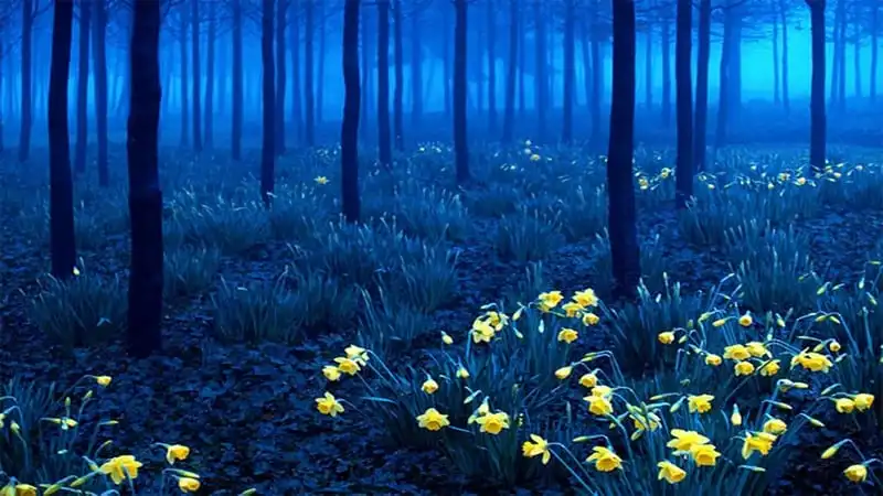 wanderlust tips den tham 12 khu rung ki bi nhat hanh tinh 1
