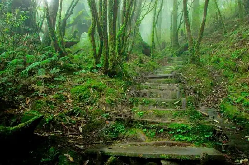 wanderlust tips den tham 12 khu rung ki bi nhat hanh tinh 12