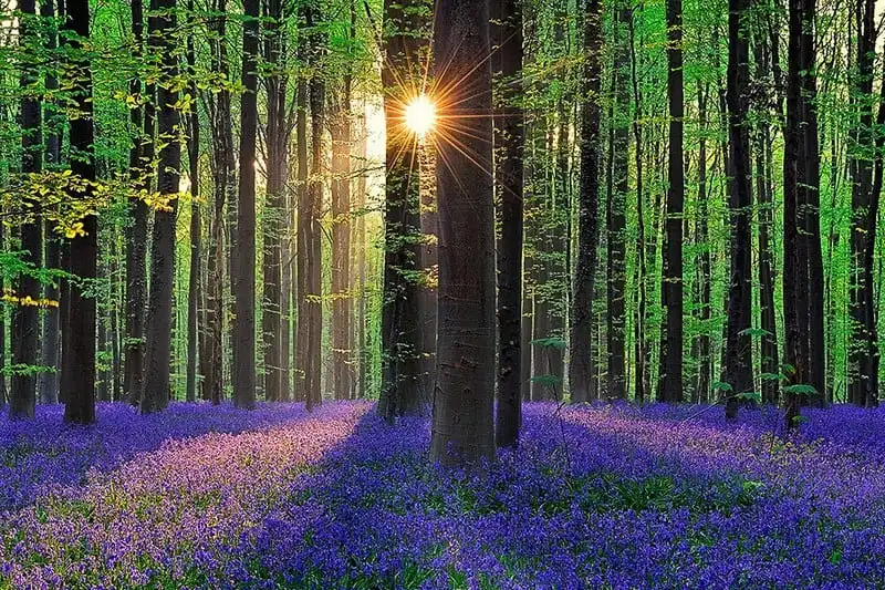 wanderlust tips den tham 12 khu rung ki bi nhat hanh tinh 2