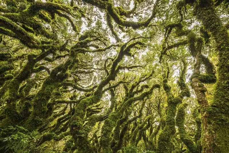 wanderlust tips den tham 12 khu rung ki bi nhat hanh tinh 5