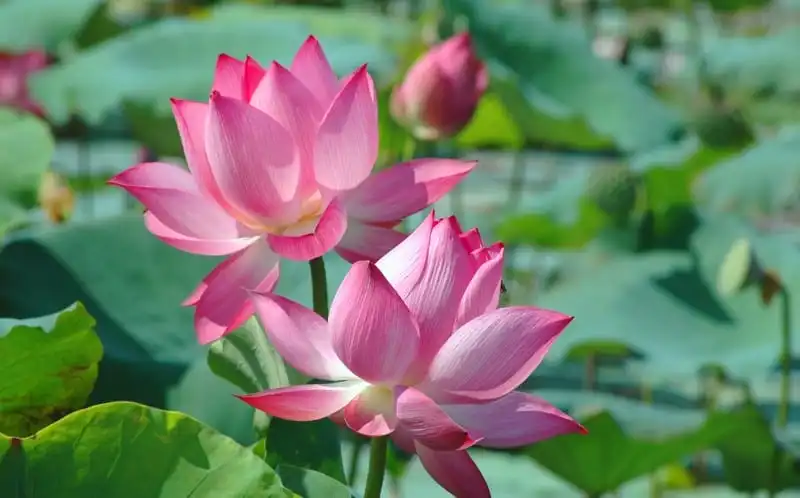 Những đầm sen đẹp mê hồn quanh Hà Nội cho dân săn ảnh 7 wanderlust tips diem danh nhung dia diem chup anh sen tuyet dep quanh ha noi 2