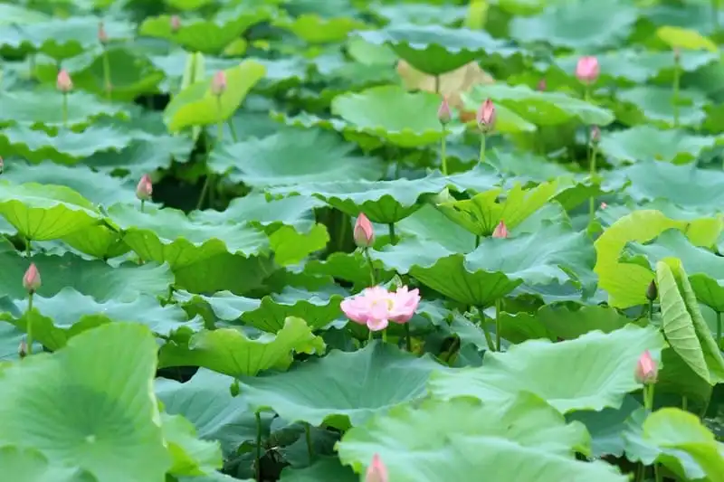 Những đầm sen đẹp mê hồn quanh Hà Nội cho dân săn ảnh 6 wanderlust tips diem danh nhung dia diem chup anh sen tuyet dep quanh ha noi 5