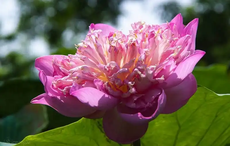 Những đầm sen đẹp mê hồn quanh Hà Nội cho dân săn ảnh 9 wanderlust tips diem danh nhung dia diem chup anh sen tuyet dep quanh ha noi 6