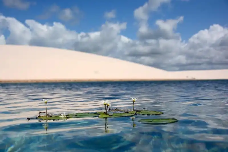 wanderlust tips thien duong tuyet dep giua sa mac chi xuat hien vai thang trong nam 2