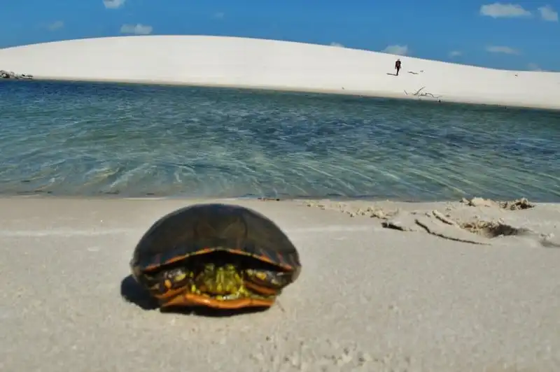 wanderlust tips thien duong tuyet dep giua sa mac chi xuat hien vai thang trong nam 4