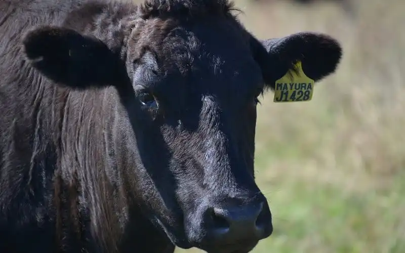 Trang trại Úc cho bò Wagyu ăn socola để cho ra thịt hảo hạng 6 wanderlust tips trang trai uc cho bo wagyu an socola de cho ra thit hao hang4