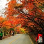 wanderlust tips 5 diem den tuyet voi tai han quoc khi thu ve 8