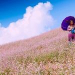 wanderlust tips le hoi hoa tam giac mach se dien ra vao thang 10 toi